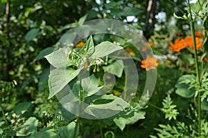 Nightshade in the garden. Summer view with green plants