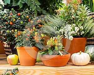 Nightshade and paprika in clay pots, garden decor. Fresh natural vegetables in pots, design of the greenhouse. Autumn still life,