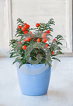 Nightshade (Solanum pseudocapsicum) with red fruits in a blue pot on a window