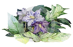 Nightshade violet flowers with green leaves watercolor illustration. Solanum botanical toxic medical herb purple blossoms. Bloomin