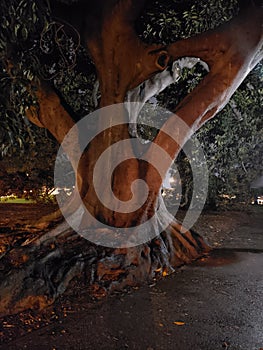 Nightshot Old Giant Magnolia Tree