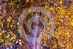 Nocturnal nature, a plane tree loaded with falling leaves in autumn photo