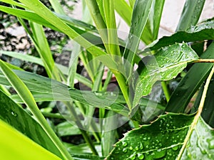 Nighttime raindrops on green leaves, neighbors& x27; plants