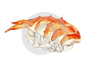 Nigiri sushi with with tiger shrimp, isolated on white background, watercolor