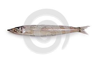 Nigisu, Deep-sea smelt  Glossanodon semifasciatus