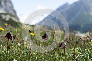 Nigritella rhellicani in the mountains of Vorarlberg, Austria