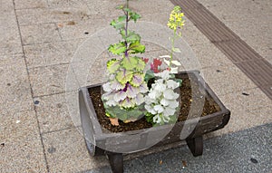 Niigata, Japan, Flower decoration of the city streets.