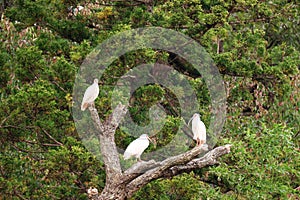 Niigata,Japan-October 20, 2019: Flock of Nipponia nippon or Japanese Crested Ibis or Toki, once extinct animal from Japan, in a wo