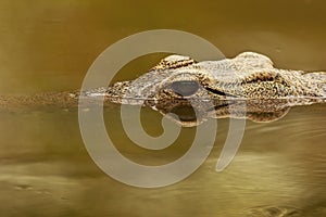 Nijlkrokodil, Nile Crocodile, Crocodylus niloticus