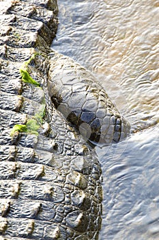 Nijlkrokodil, Nile Crocodile, Crocodylus niloticus