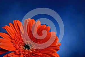 Red-orange Gerbera blossom close-up Cyan-blue gradient background