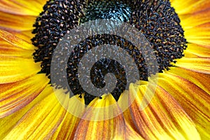 Close-up on a Commun Sunflower.