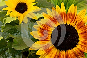 Commun Sunflower close-up