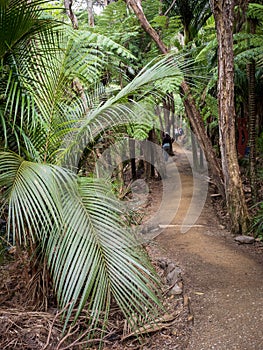 nikau palm at Kitekite Falls tourist track at Piha