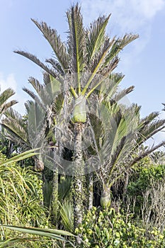 Nikau palm tree in park, at Punakaiki, West Coast, New Zealand