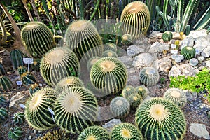 Nikitsky Botanical Garden, Crimea