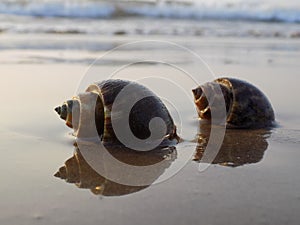 Sea, shell, beach