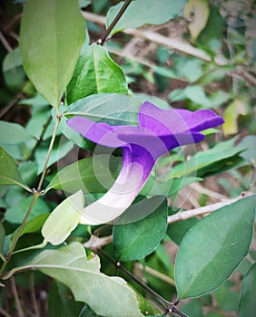 Nilakantha flower purple colour flower for load shiv