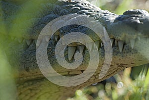 Nile cocodrile photo