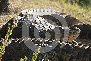 Nile cocodrile photo