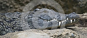 Nile crocodile 1