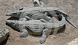 Nile crocodile 11