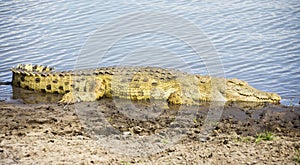 Nile crocodile