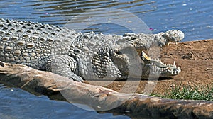 Nile crocodile 13