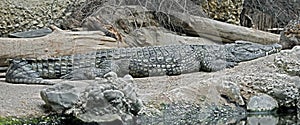 Nile crocodile 16