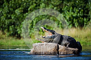 Nile crocodile.