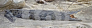 Nile crocodile 17