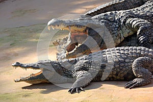 Nile crocodile