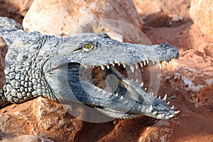 Nile crocodile