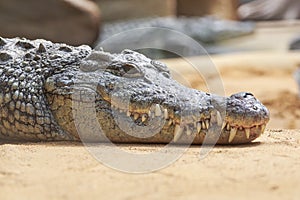 Nile Crocodile