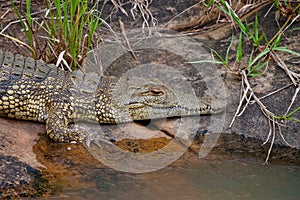 Nile Crocodile 2371