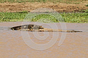 Nile crocodile