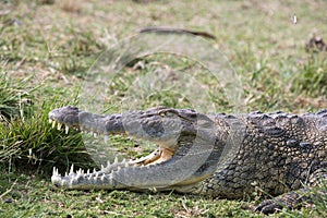 Nile crocodile