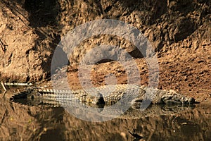 Nile Crocodile