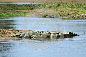 Nile crocodile