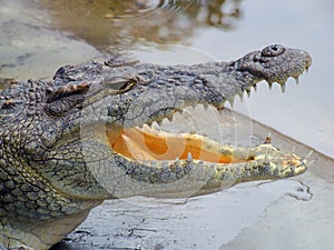 Nile crocodile