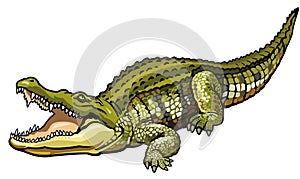 Nile crocodile photo