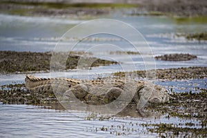 Nile Crocodile