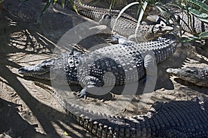 Nile crocodile 8