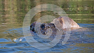 Nile Crocodile in Action