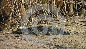 Nile crocodile, Akagera National Park, Rwanda.