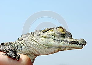 Nile Crocodile baby