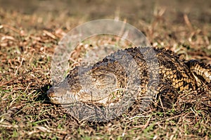 Nile Crocodile on the bank of the Chobe