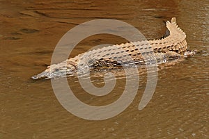 Nile crocodile basking