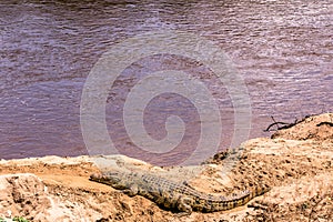 Nile crocodile Basking in Mara River at Maasai Mara National Game Reserve Narok County
