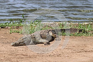 A Nile Crocodile basking in the sun